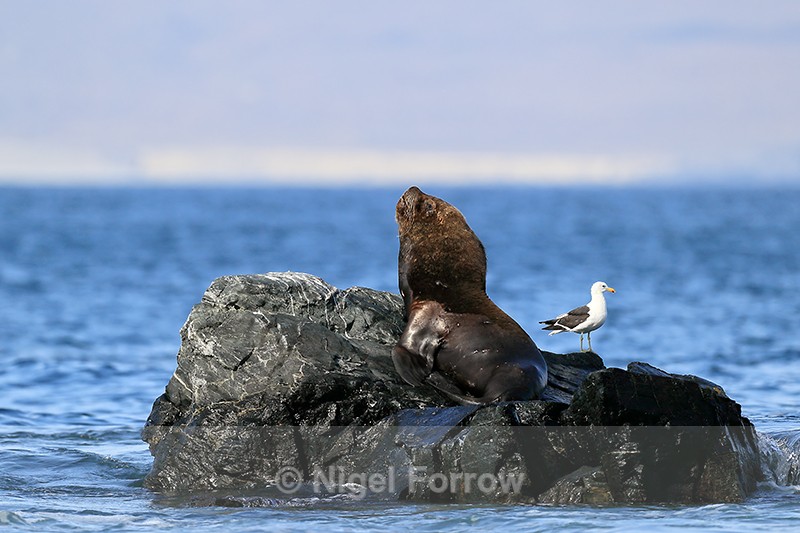 Sea Lion and Kelp Gull, Chanaral Island, Chile - Sea Lion