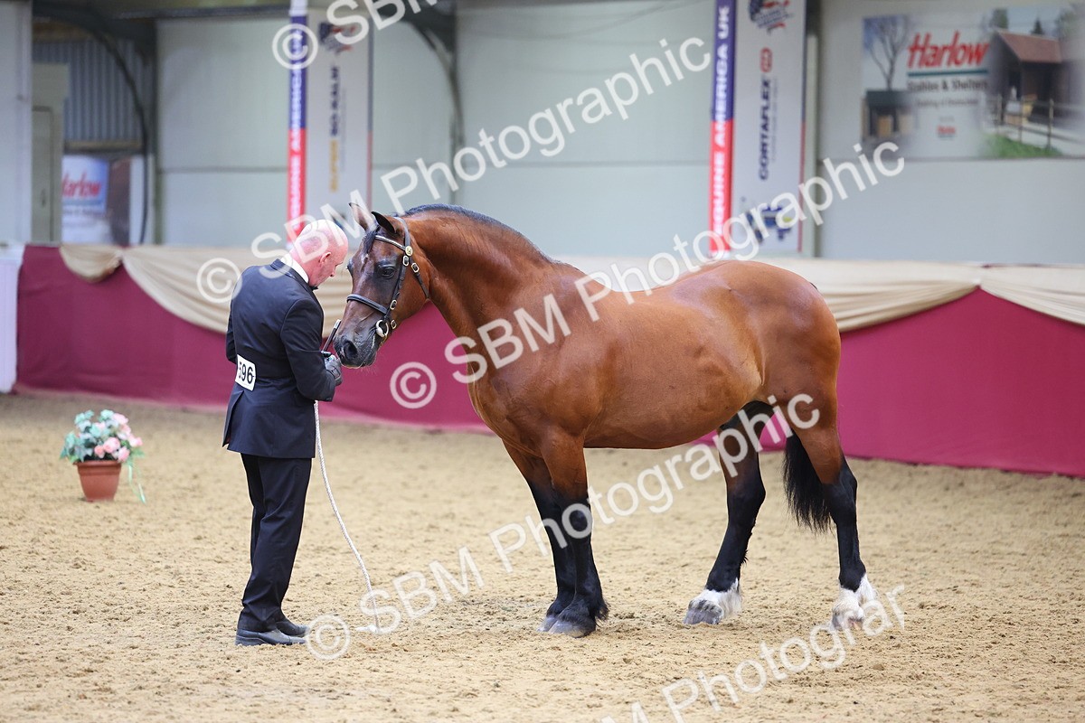 SBM_22660 - Class 903 - Supreme Final - IH Pre Vet