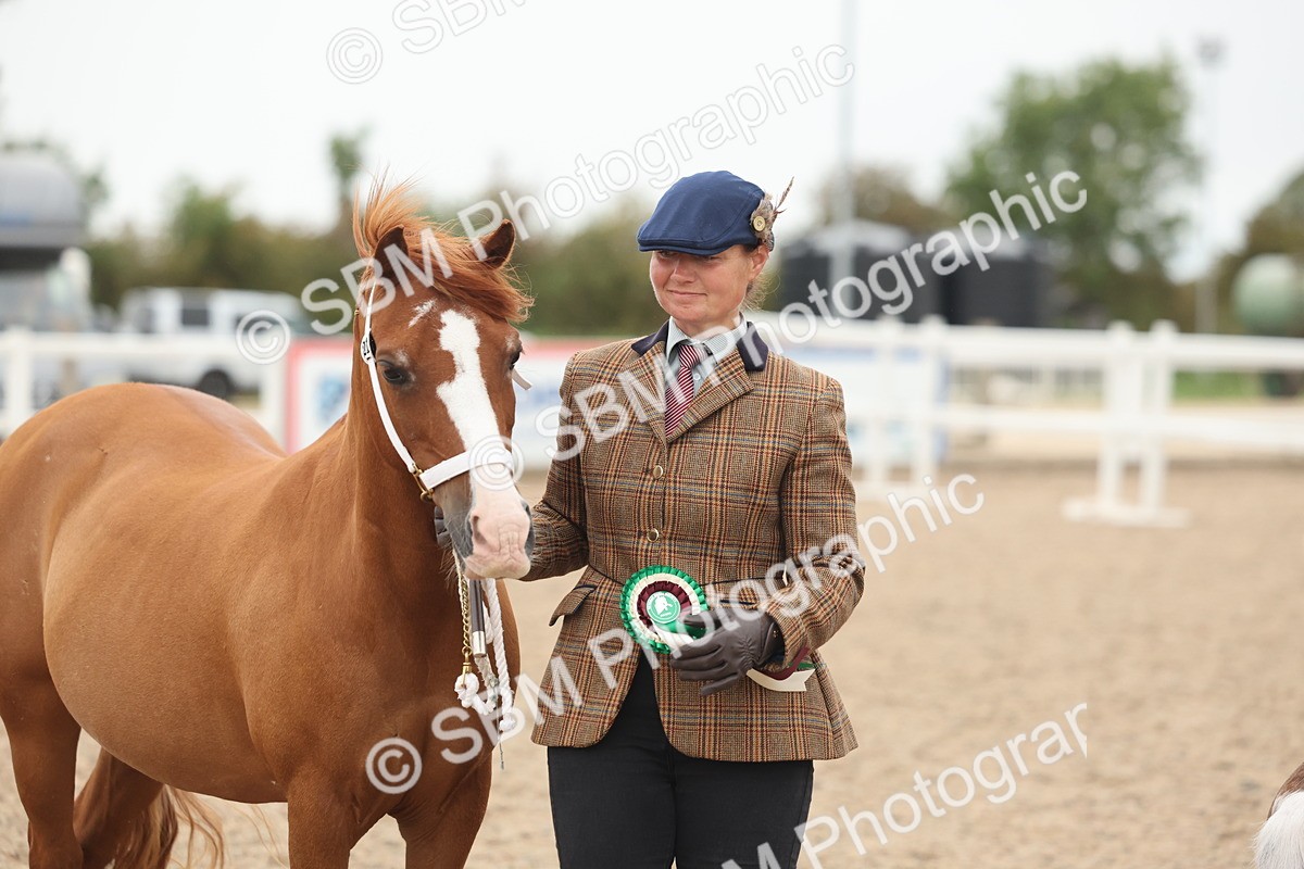 SBM_19443 - Class 317 - IH Pure Bred Horse-Pony