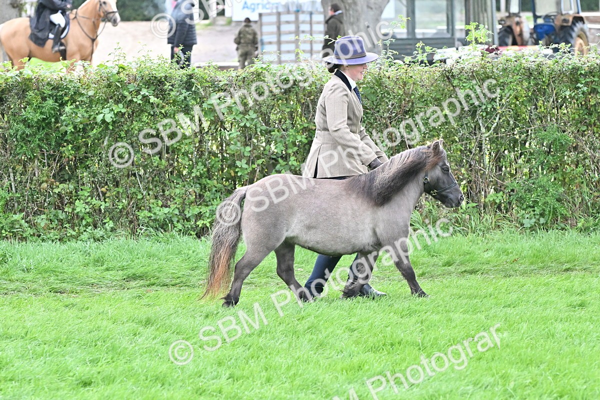 SBM_56942 - S45 - Coloured Pony In Hand