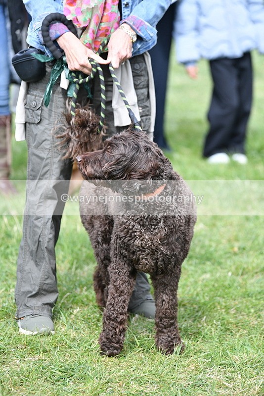 WJ5_9719 - Class 3 Most Handsome Dog
