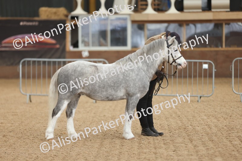 20251109-0646 - Class 22 - Geldings 4 Years and over