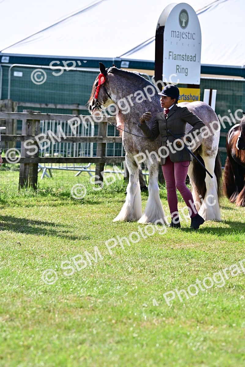 SBM_09463 - Class 63-65 - Traditional Gypsy Cobs In Hand & Ridden