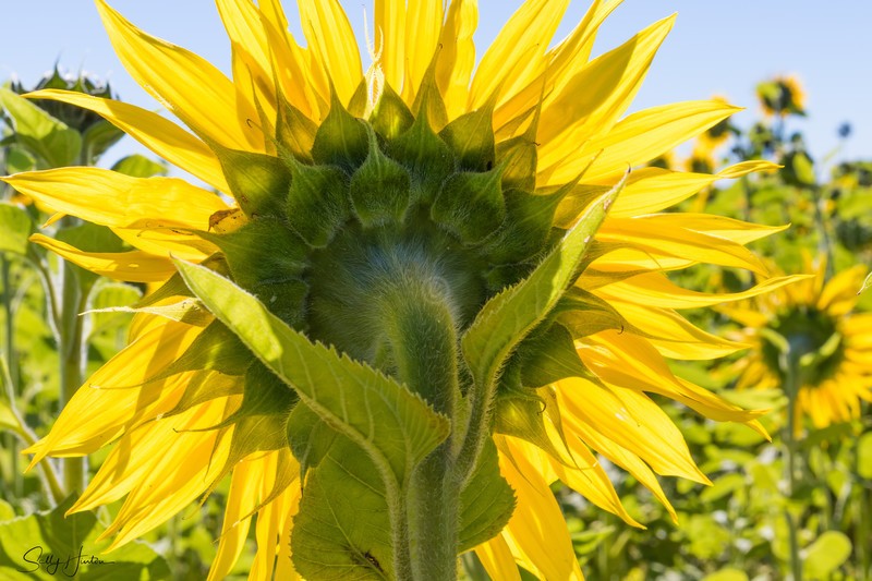 Sunflower back view 5