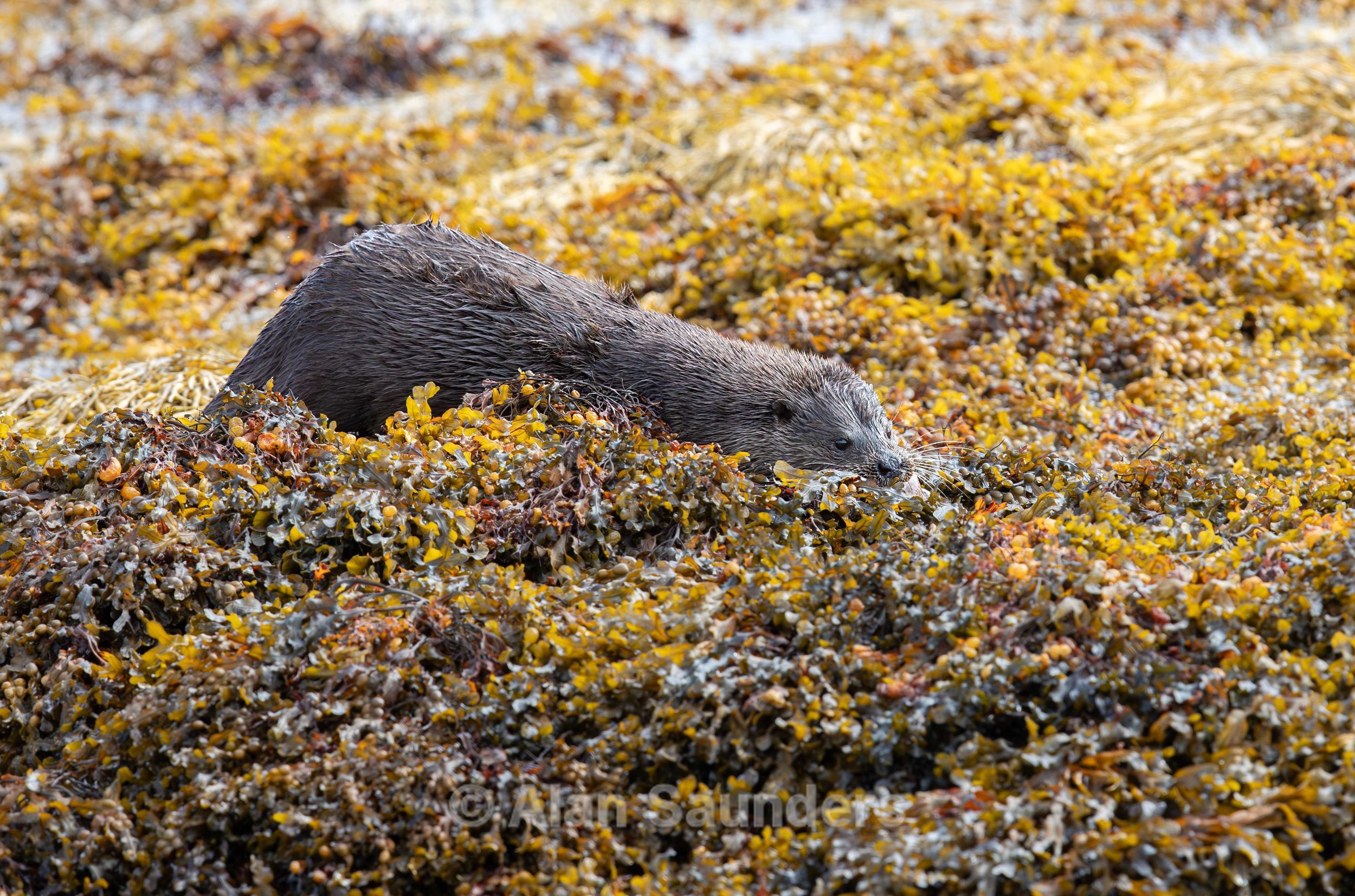 Eurasian Otter 34