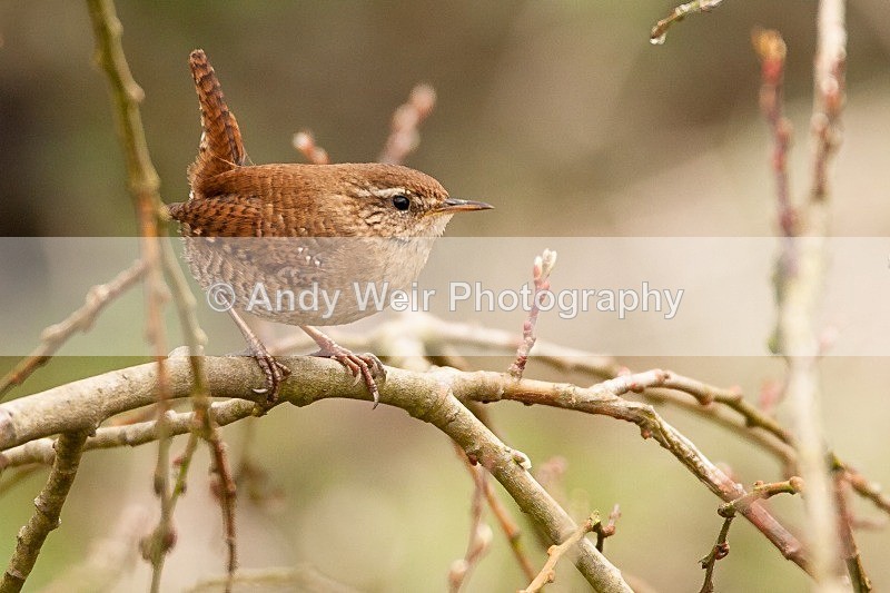20100404-WE 023 - Dunnock & Wren