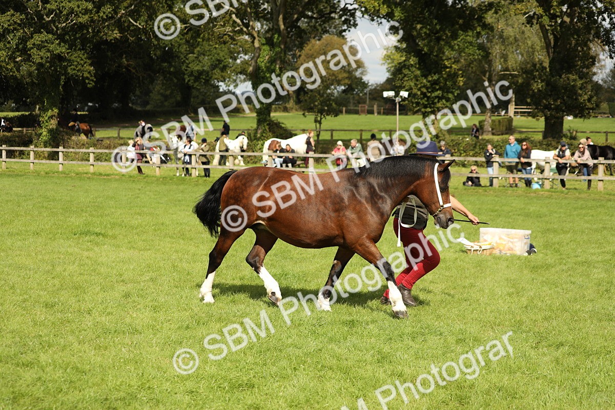 SBM_65429 - S47 - Mountain & Moorland In Hand Large Breeds