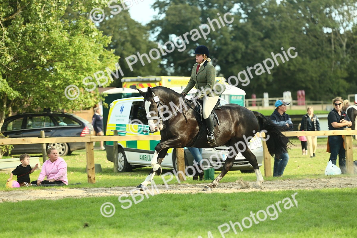 SBM_50704 - S33 - Working Hunter & Working Show Horse