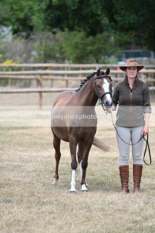 WJ7_1500 - Class 4 Prettiest Mare up to 14.2hh in hand