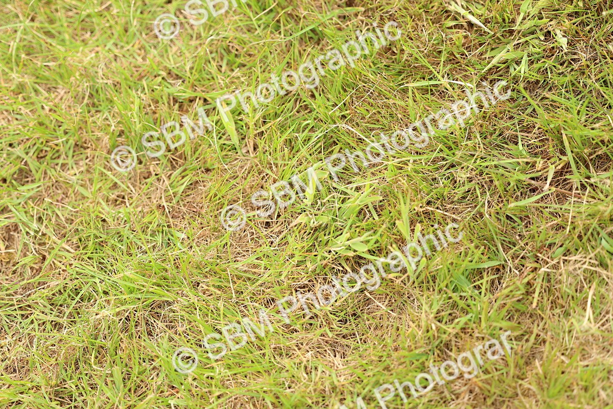 SBM_10424 - Class 44-45 - LIHS BSPS Open Nursery and Cradle Stakes