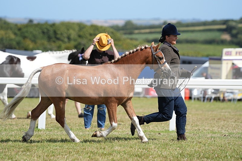 DSC07298 - Class 68: NPS SHP Youngstock