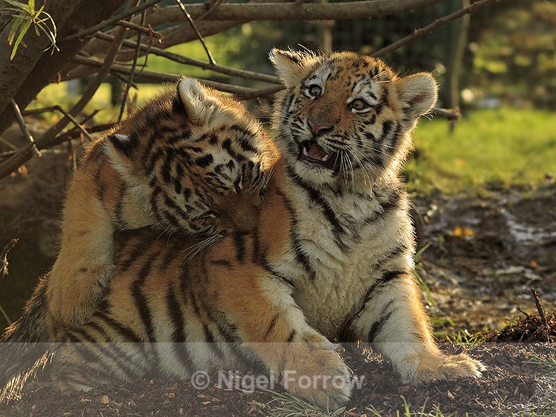 Two Amur Tiger cubs play-fighting at the Big Cat Sanctuary - Tiger