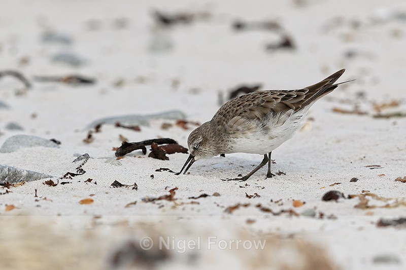 White-rumped Sandpiper probing sand, Volunteer Point, Falklands - White-rumped Sandpiper