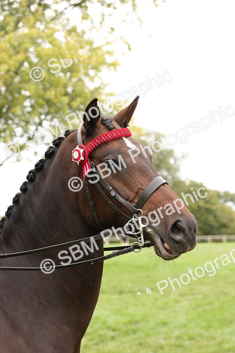 SBM_64317 - S65 - Riding Horse & Hack & Thoroughbred Ridden