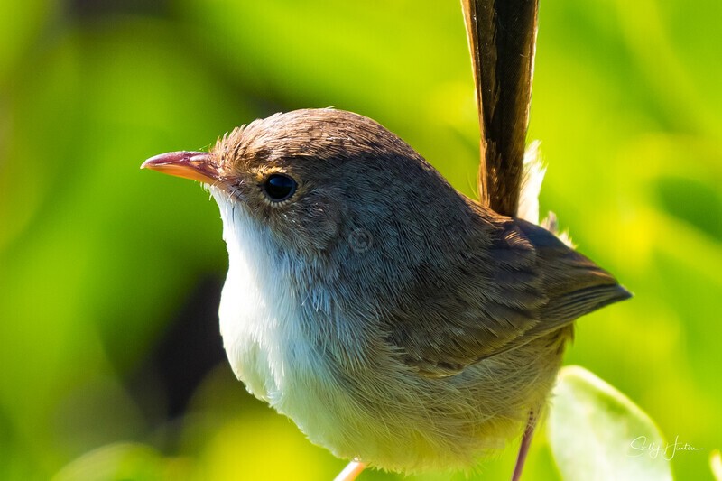 Female close-up 2 - Red-backed Fairy Wren