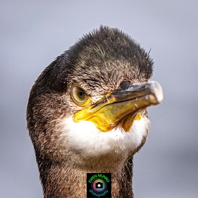 BBW-11-Disgruntled Shag - Water-based Birds