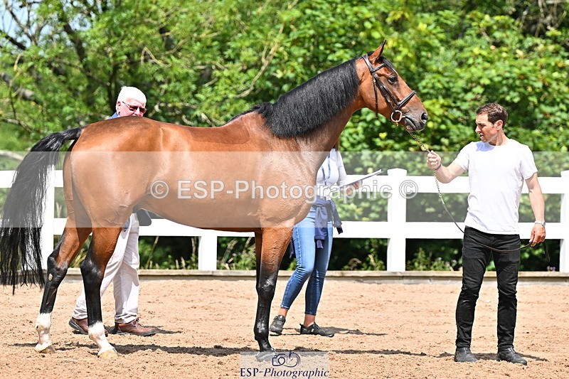 240718A-105258-01390 - Trot Up 12pm to 1pm