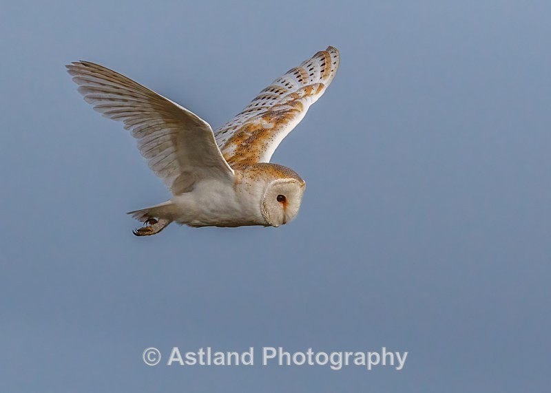 Astland Photography, Bird and Wildlife Images, Susan and Peter Wilson, U.K.