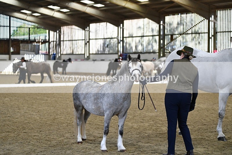 WJ5_4074 - Class 2 Best Condition In hand