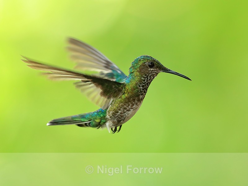 White-necked Jacobin (female) flying, Panama - White-necked Jacobin