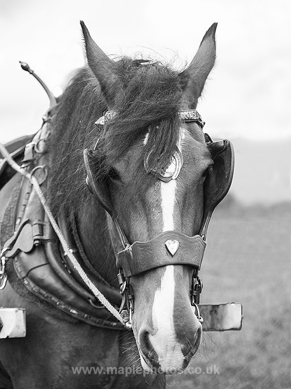 Pulling the Plough - Horses & Ponies