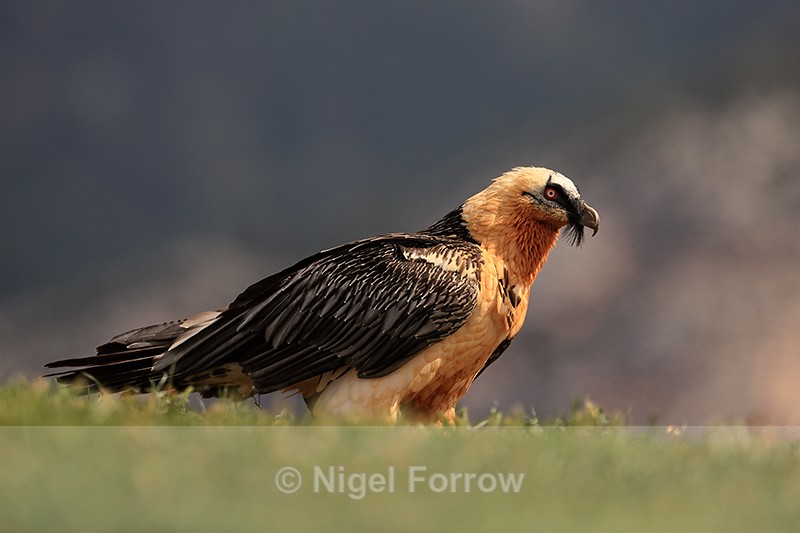 Lammergeier side profile on ground, Pre-Pyrenees, Catalonia, Spain - Lammergeier