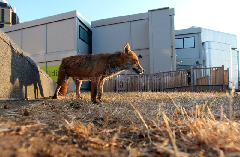  - Bristol Urban fox - foxes in family group