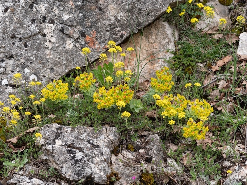 Broad-leaved Glaucous Spurge (Euphorbia myrsinities) - Gargano - Flowers in the Landscape