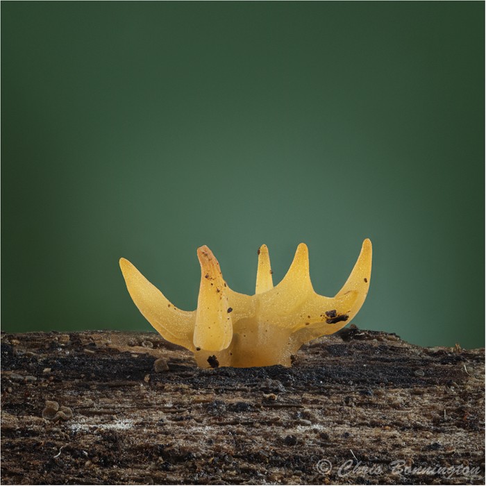 Small Stagshorn Fungus - Other nature