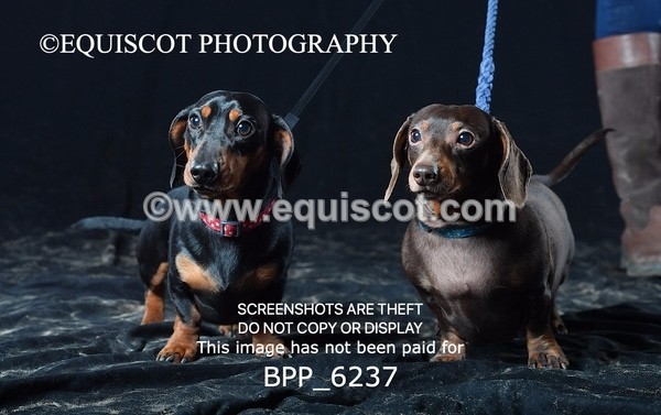 BPP_6237 - LESLEY GRANGER DOGS