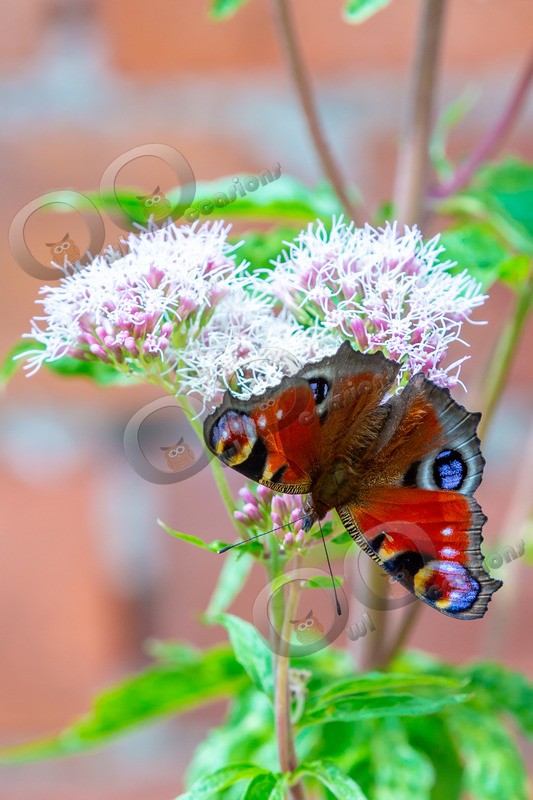 peacock butterfly Inachis io-1186 - Insects from around the world