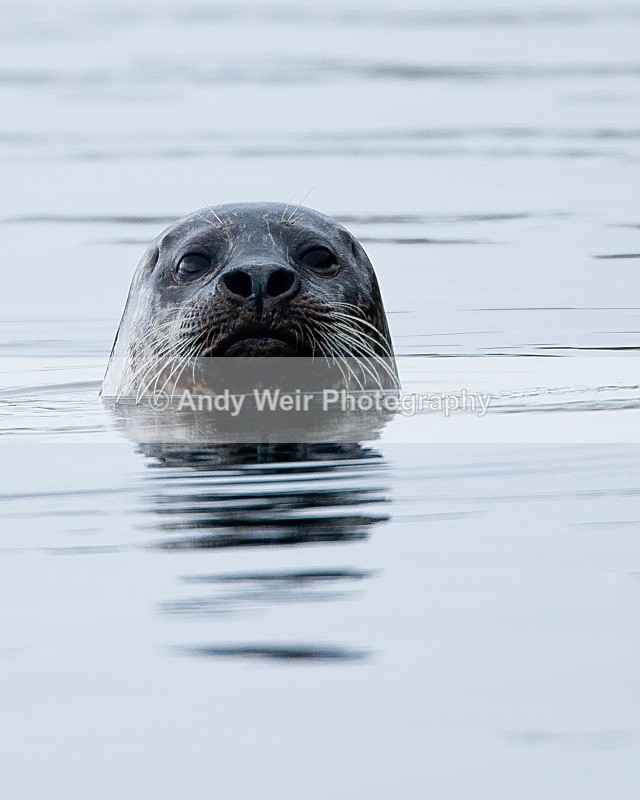 20090622-064 - Common Seal