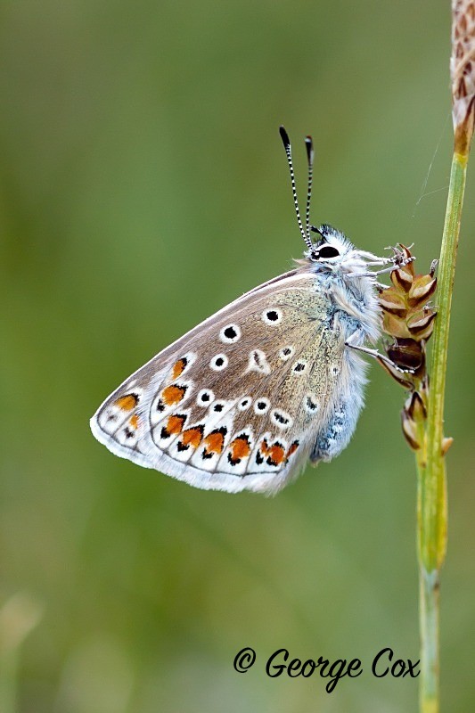 Common Blue at Priddy Minories
