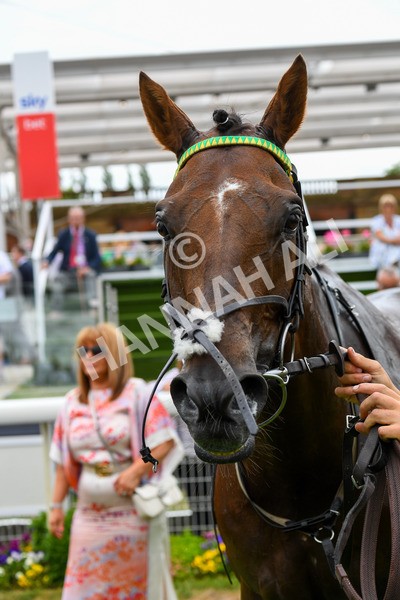 170623-Race 1-Kihavah-0282 - Race 1 2.00pm Queen Mother's Cup Handicap