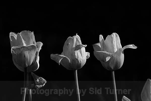  - Flowers and Plants