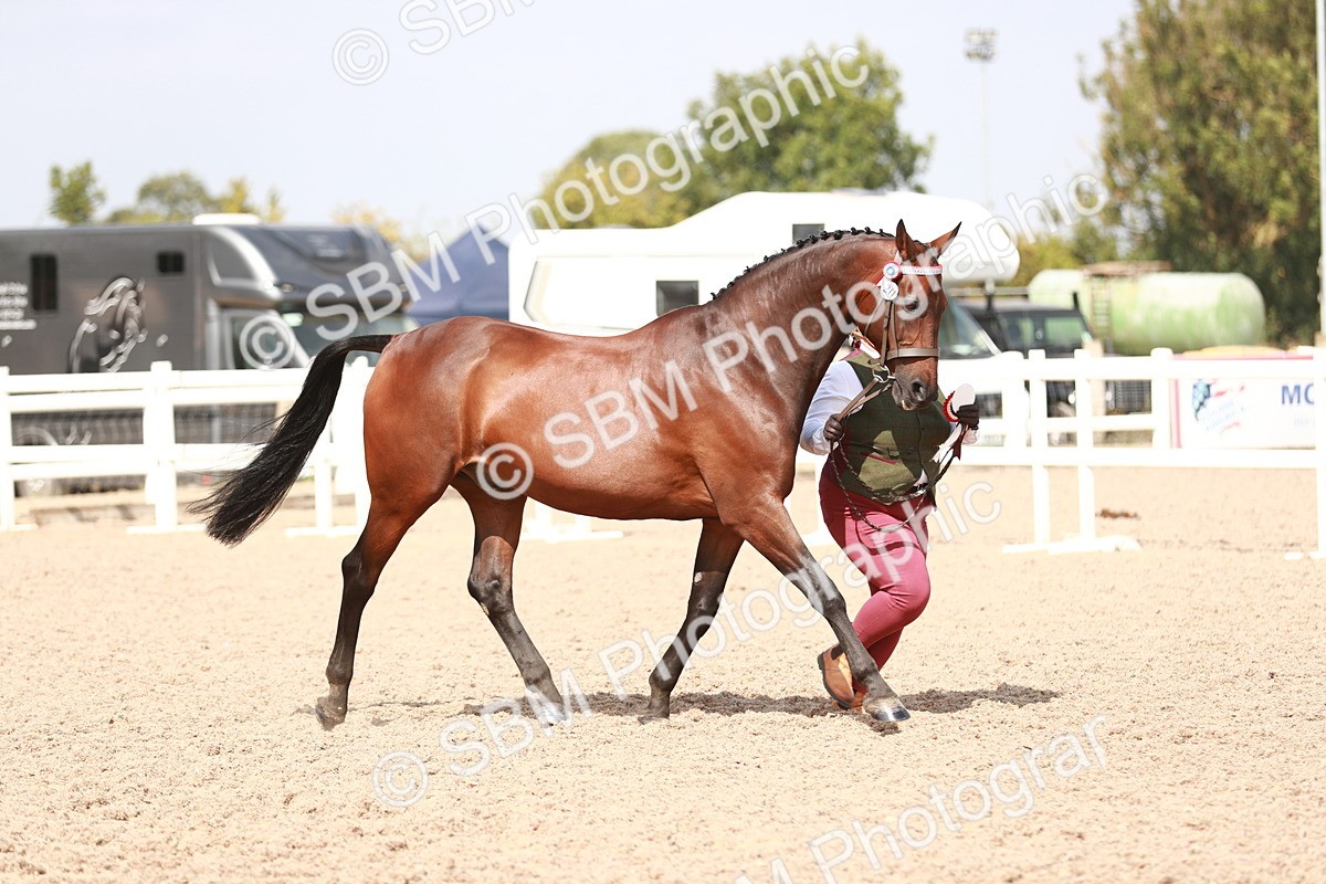SBM_13305 - Class 208 IH Veteran Horse