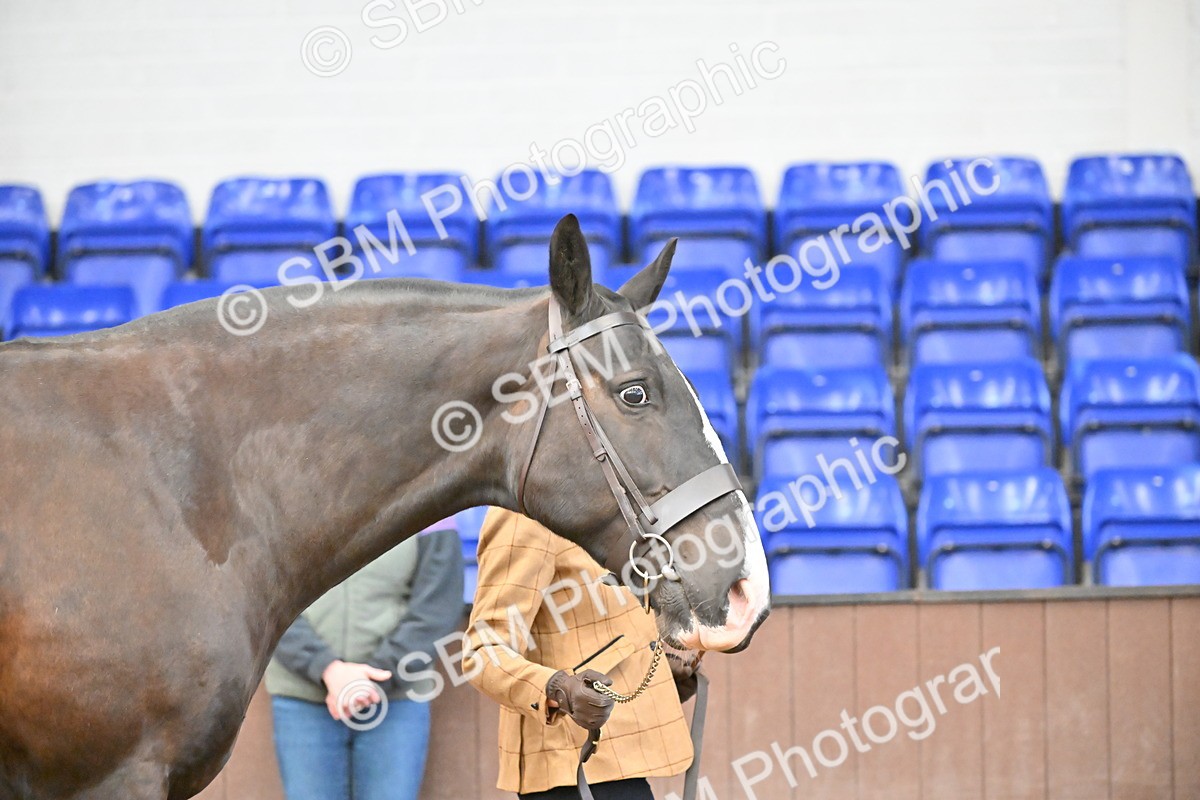 SBM_000065 - Class 4 - BSHA In Hand Show Cob
