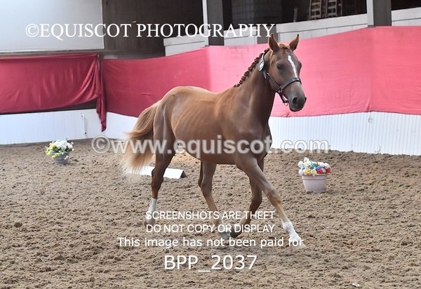 BPP_2037 - AFTERNOON 12.30 - 3.30PM