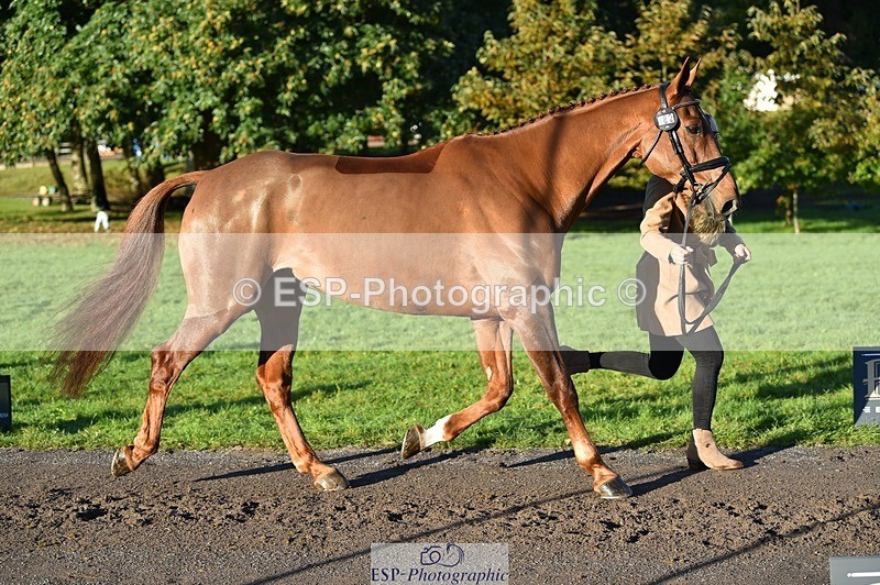 231022-092956-21830 - 682-DOOLIN.DE.REVE-Jasmine.Holmes-TrotUp+SJ