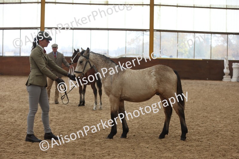 20251109-0795 - Class 24 - Foals