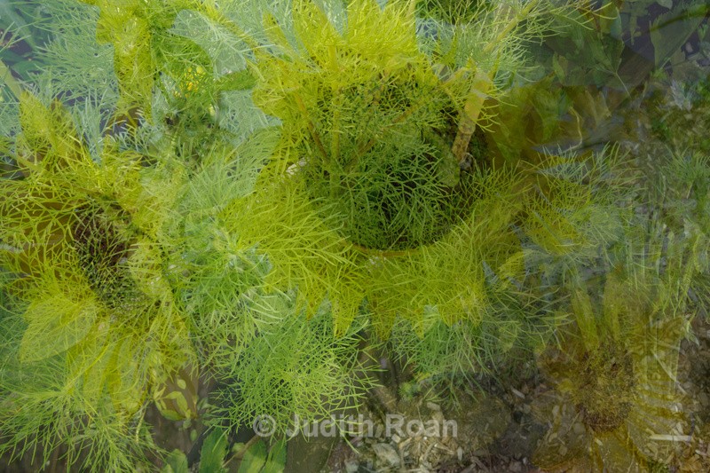 Sunflower Celery - Photo Montages