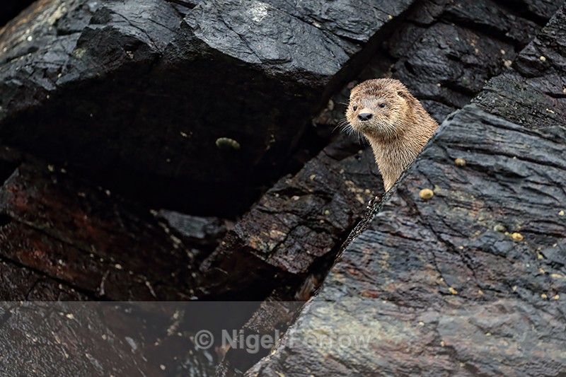 Marine Otter head above rock, Chanaral Island, Chile - Otter