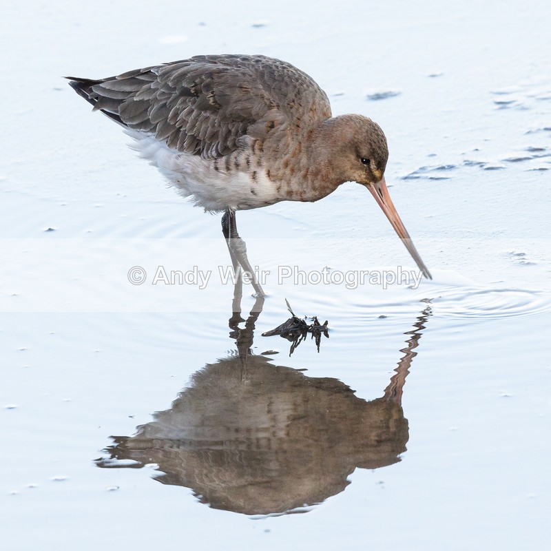 20161129-8E0A3182-4525 - Black Tailed Godwit