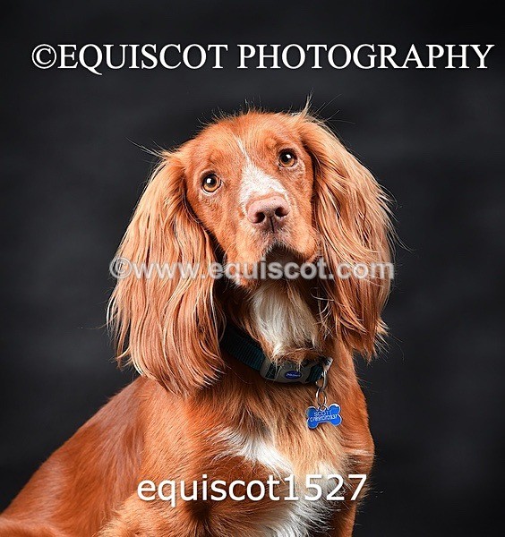equiscot1527 - COOPER