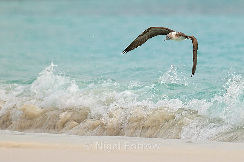 Blue-footed Booby flying over breaking wave, Espanola, Galapagos - Blue-footed Booby