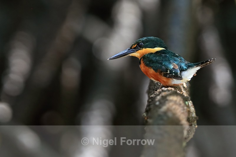 American Pygmy Kingfisher, side view, Sierpe River, Costa Rica - American Pygmy Kingfisher