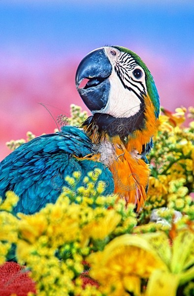 Blue & Gold Macaw - S.A. - ANIMALS