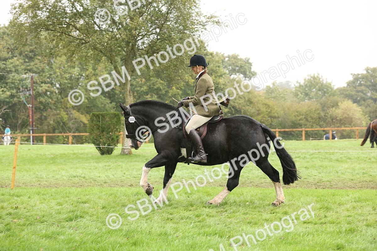 SBM_69816 - S69 - Show Cob Ridden
