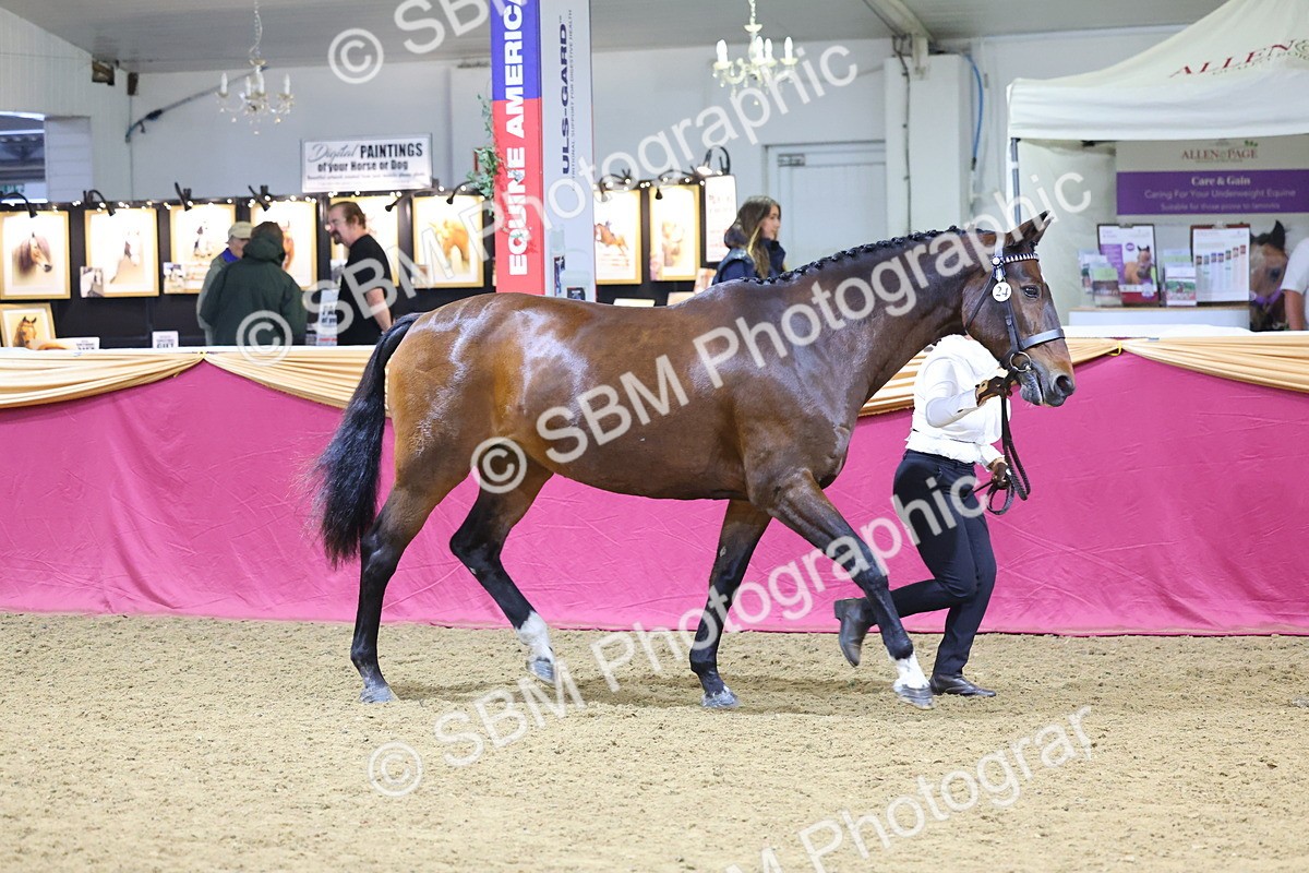 SBM_21010 - Class 902 - Supreme Final IH Veteran