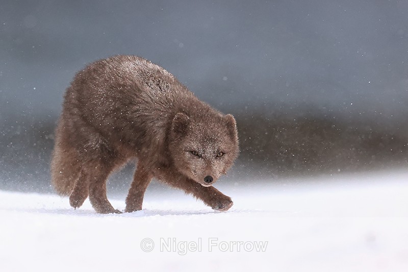 Arctic Fox stalking close view, Hornstrandir, Iceland - Arctic Fox